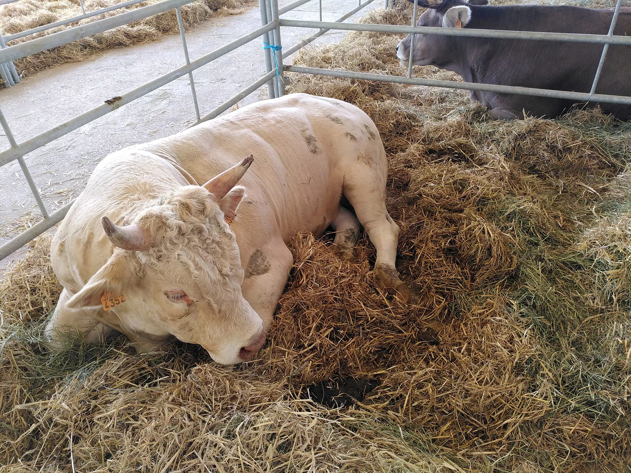  Jornada inaugural de Femoga 2023 en el recinto ferial de Sariñena.