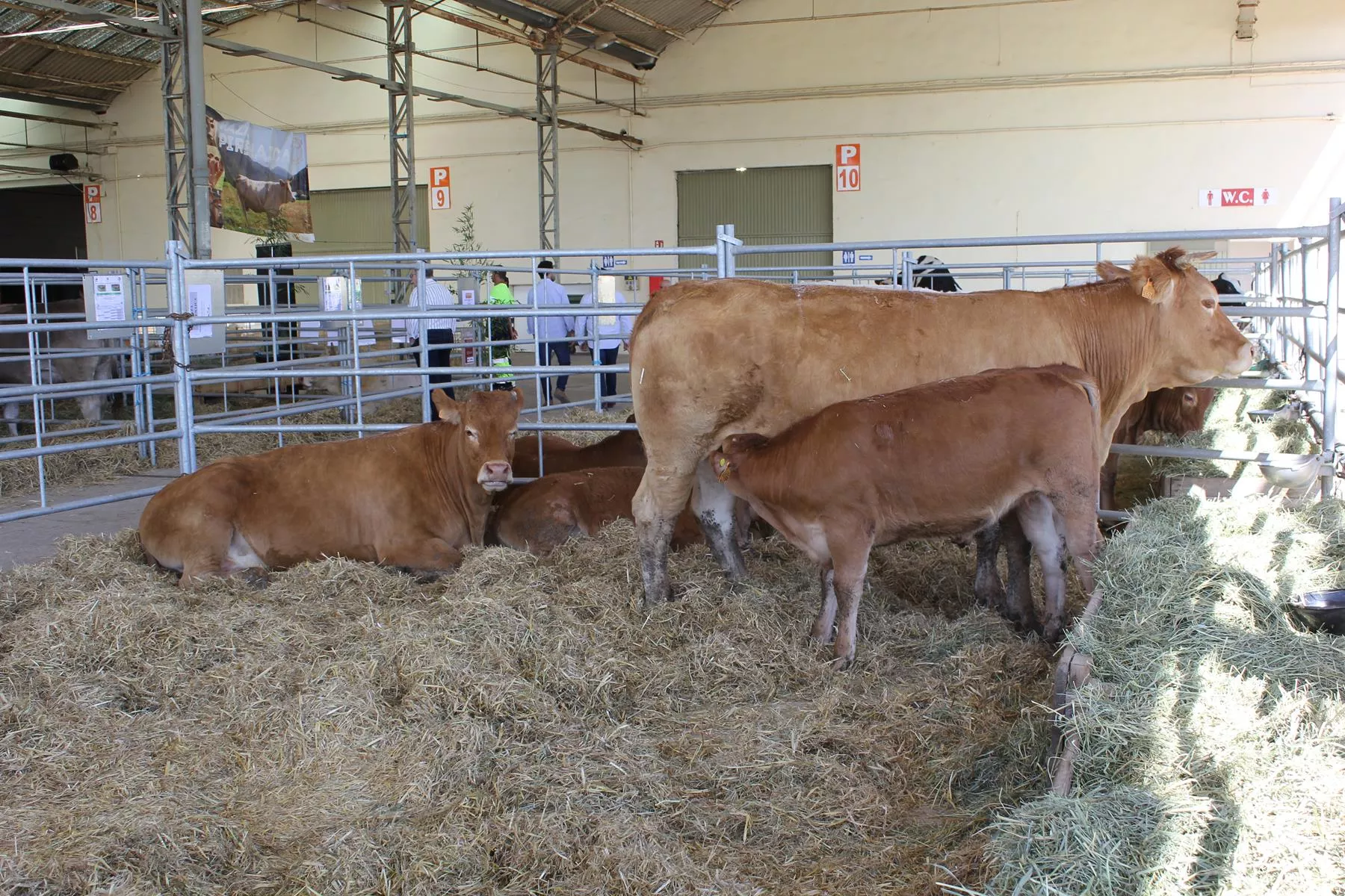  Jornada inaugural de Femoga 2023 en el recinto ferial de Sariñena.