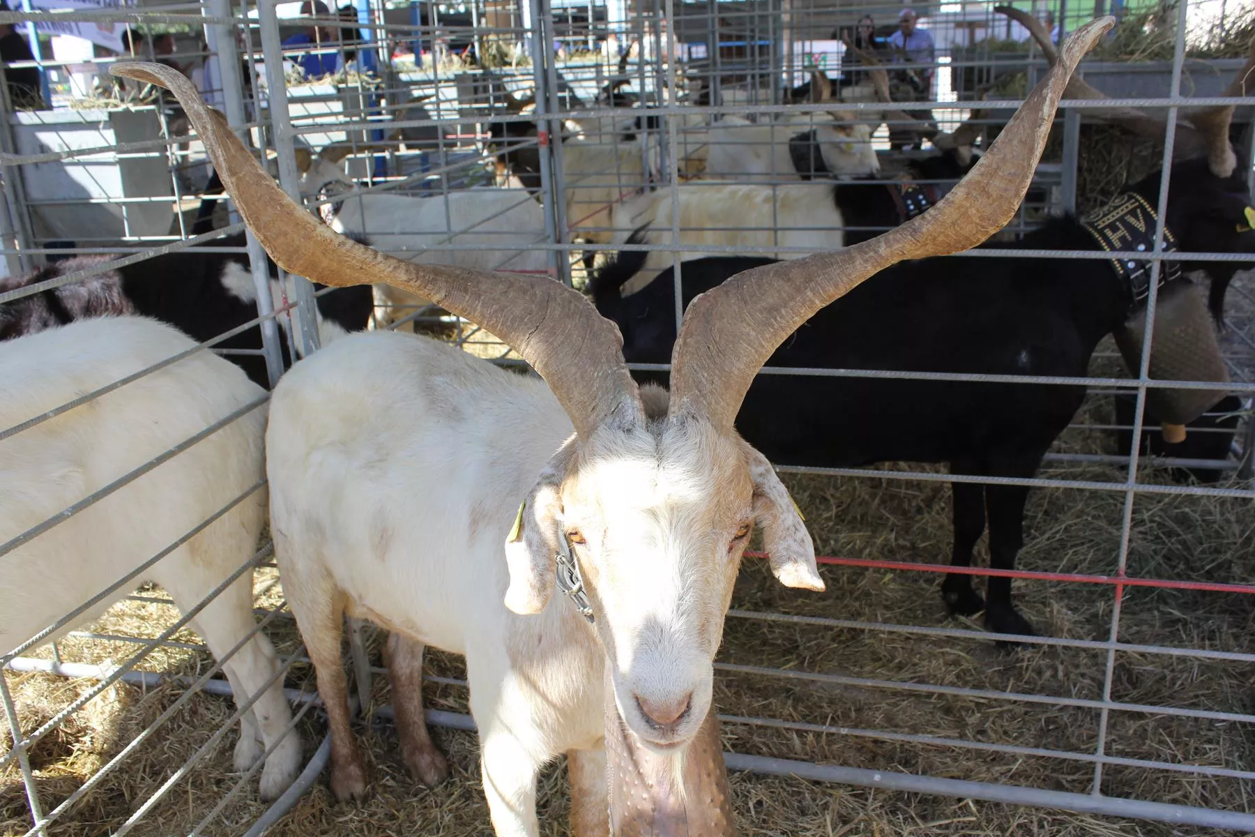  Jornada inaugural de Femoga 2023 en el recinto ferial de Sariñena.
