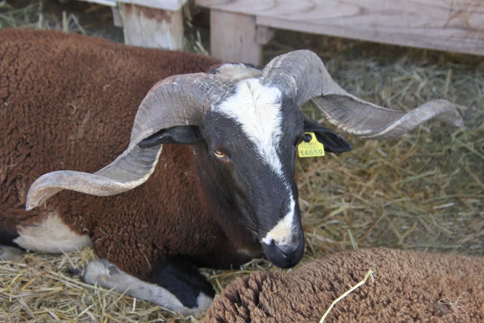 Imágenes de la 37ª edición de Femoga. Foto Carlos Neofato 