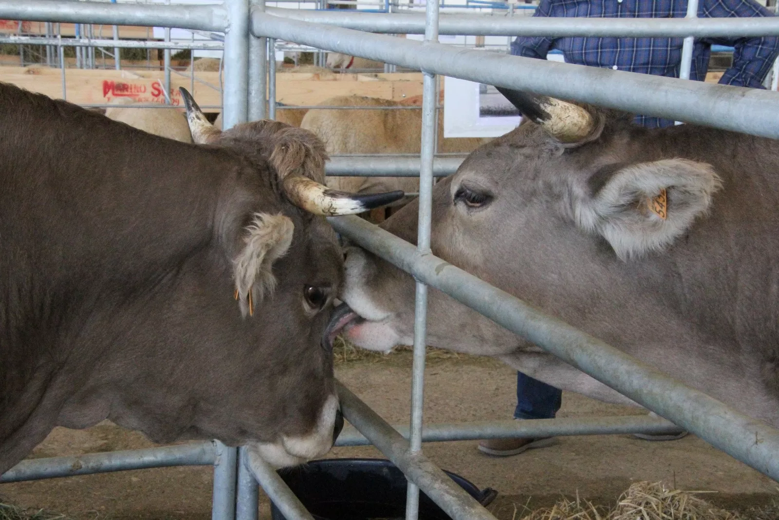 Imágenes de la 37ª edición de Femoga. Foto Carlos Neofato 