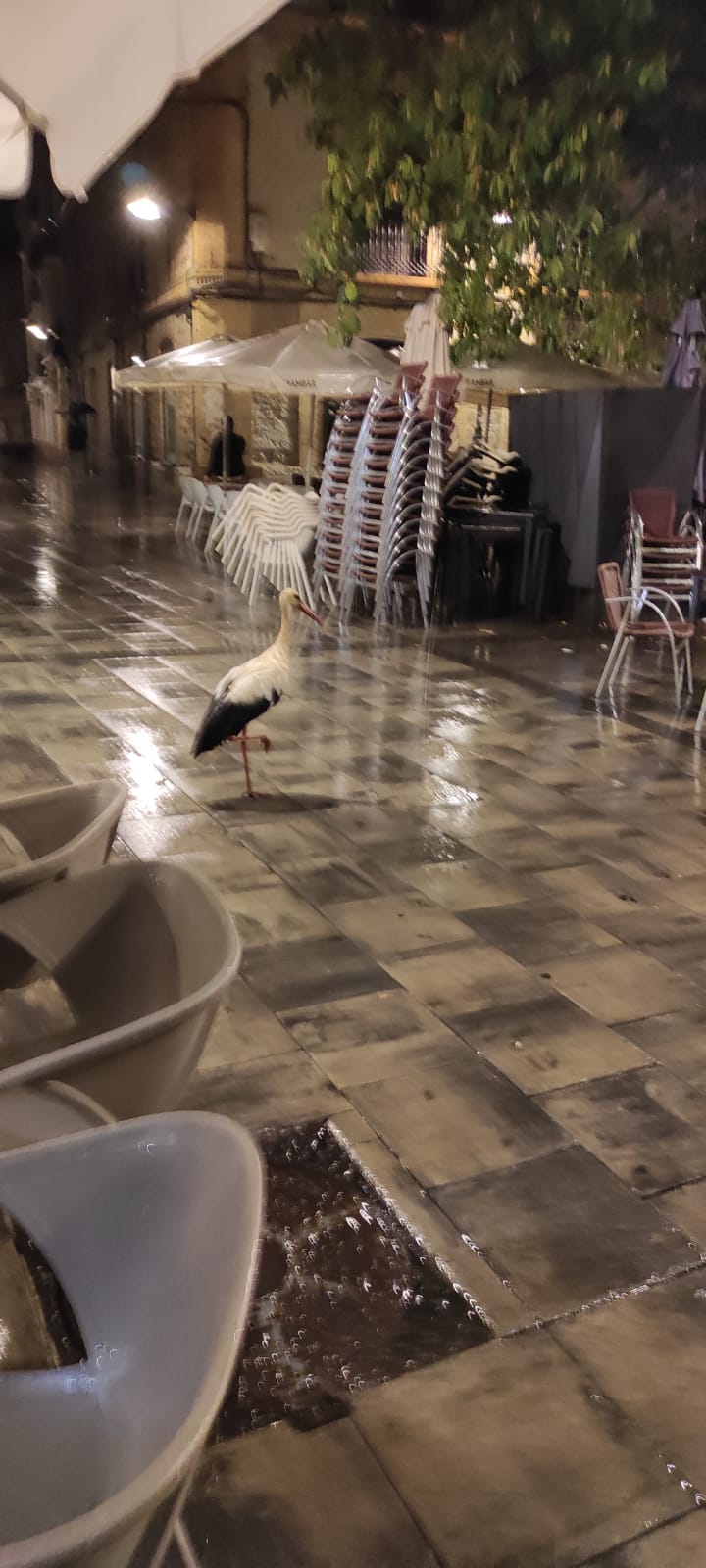 Esta cigüeña ha aparecido después de la tormenta en la plaza Alfonso el Batallador.