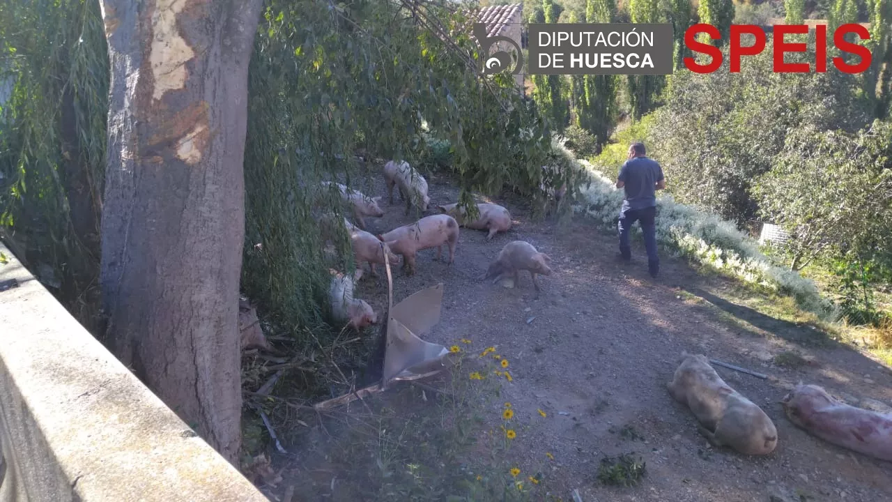 Un camión cargado de cerdos ha volcado en Benabarre.