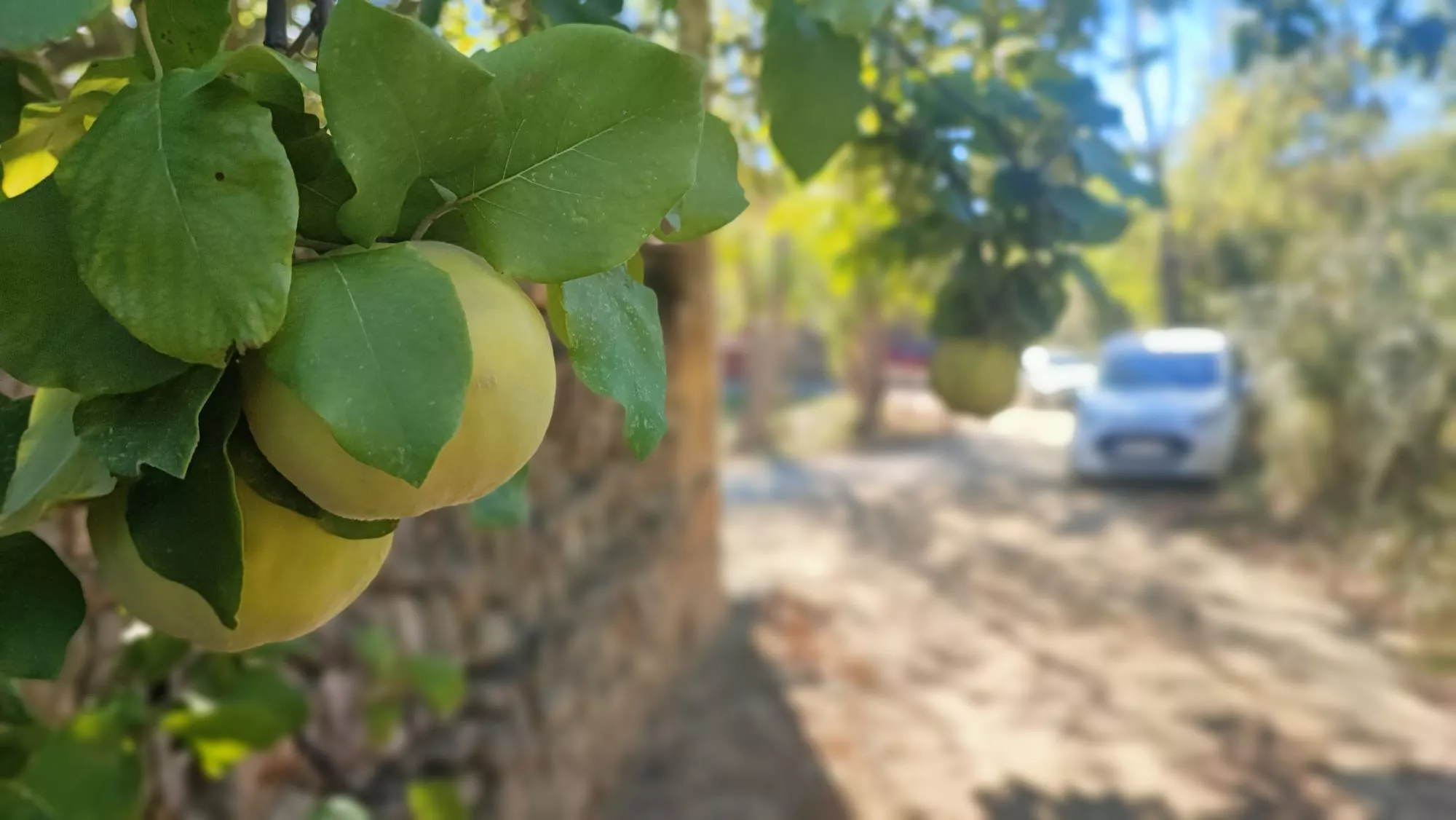 Tercera Ruta del Abadiado. Membrillera.