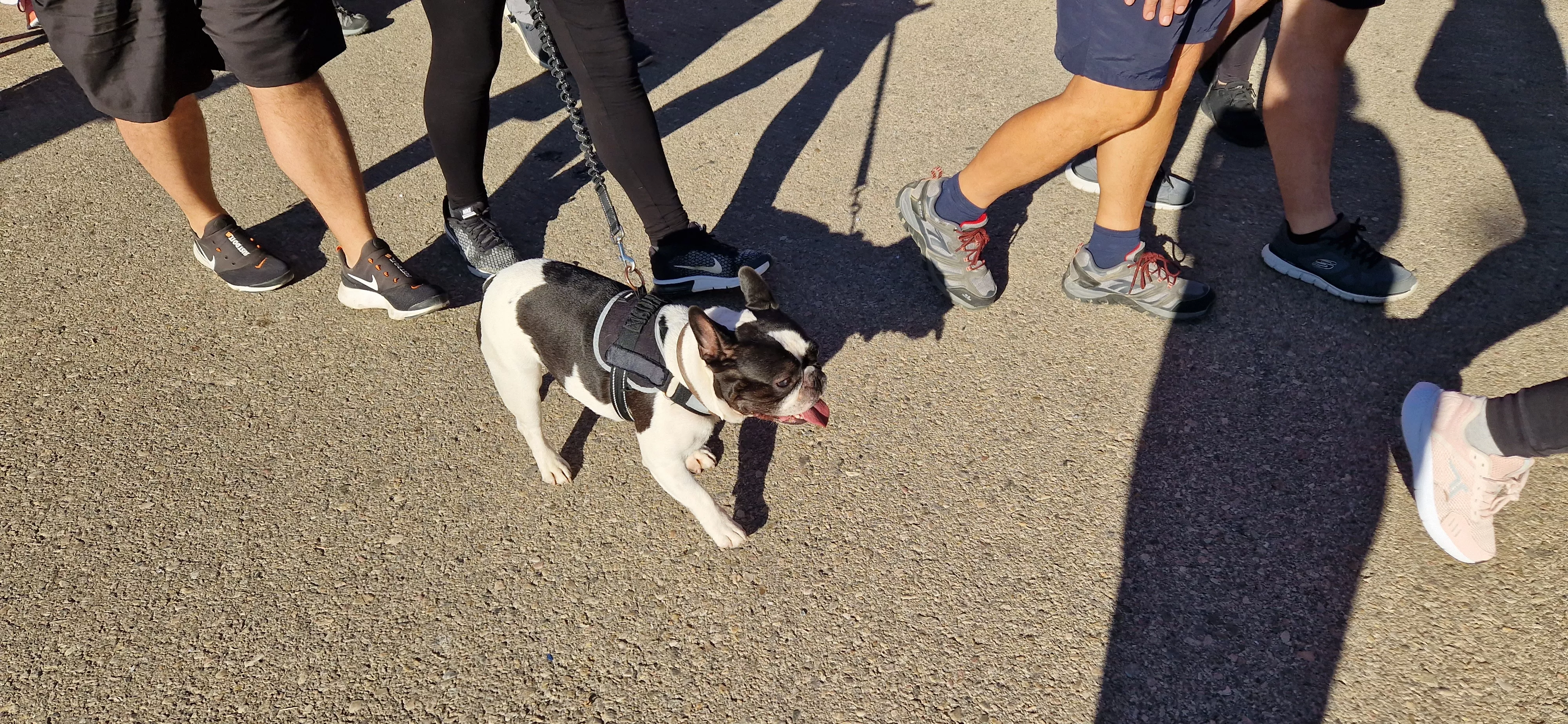 I Marcha por la Esclerosis Múltiple en Huesca. Foto Myriam Martínez 