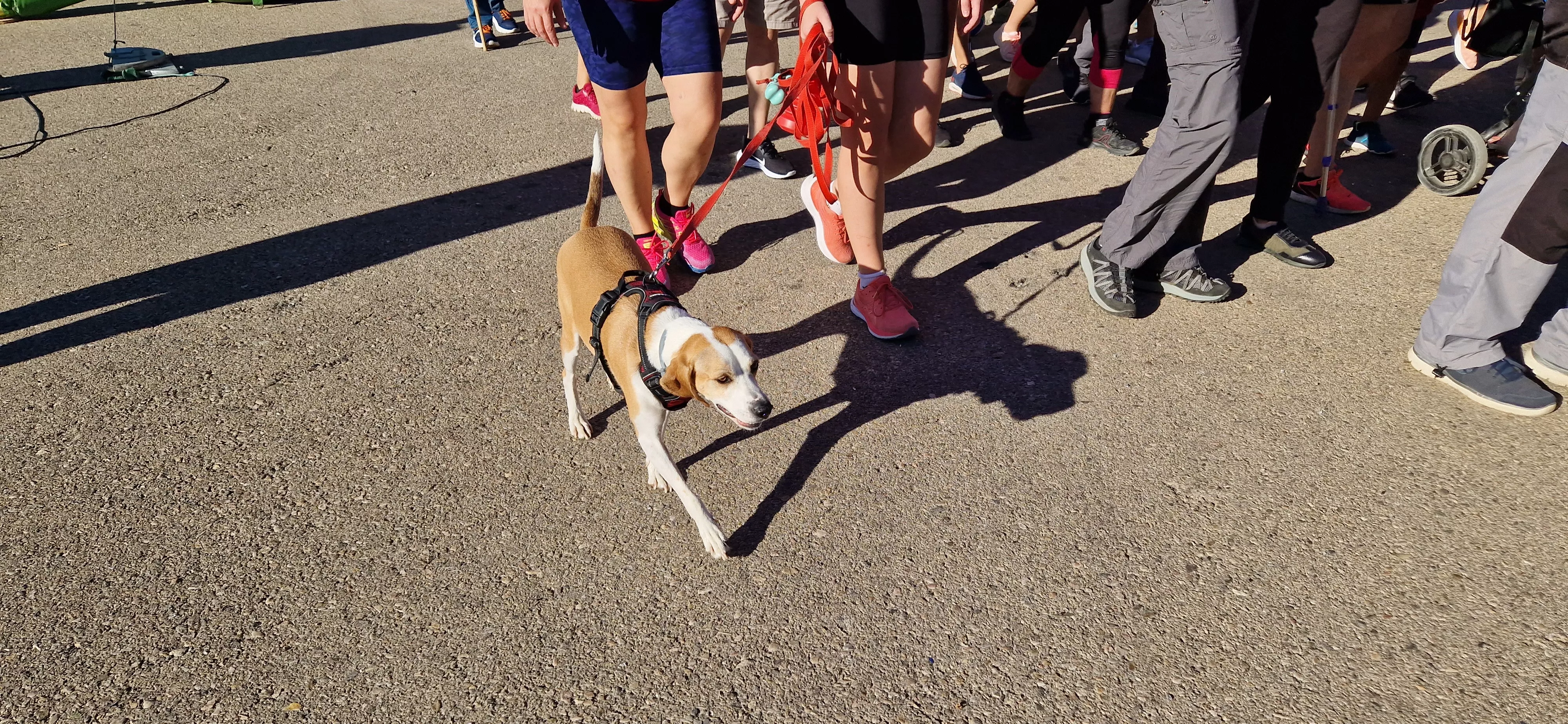 I Marcha por la Esclerosis Múltiple en Huesca. Foto Myriam Martínez 