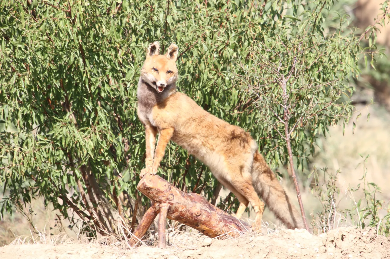 Trail Montearagón piedra a piedra. Foto Carlos Neofato 