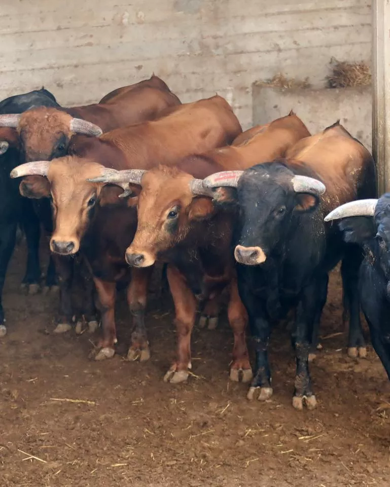 Novillos de Toros de Guerrero.