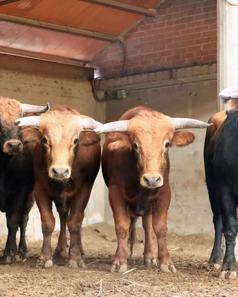 Novillos de Toros de Guerrero.