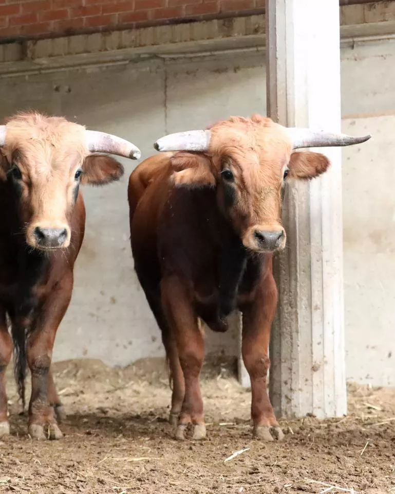 Novillos de Toros de Guerrero.