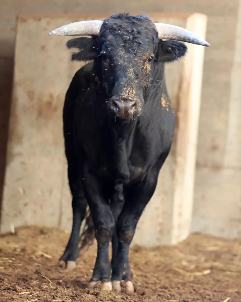 Novillos de Toros de Guerrero.