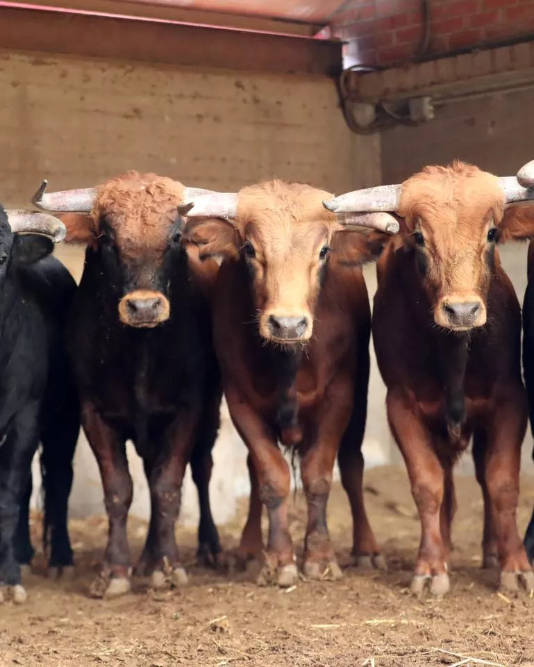 Novillos de Toros de Guerrero.