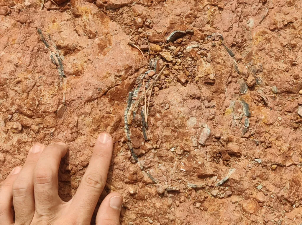 Hallan más huevos de dinosaurio en nuevas excavaciones en la sierra de Loarre.