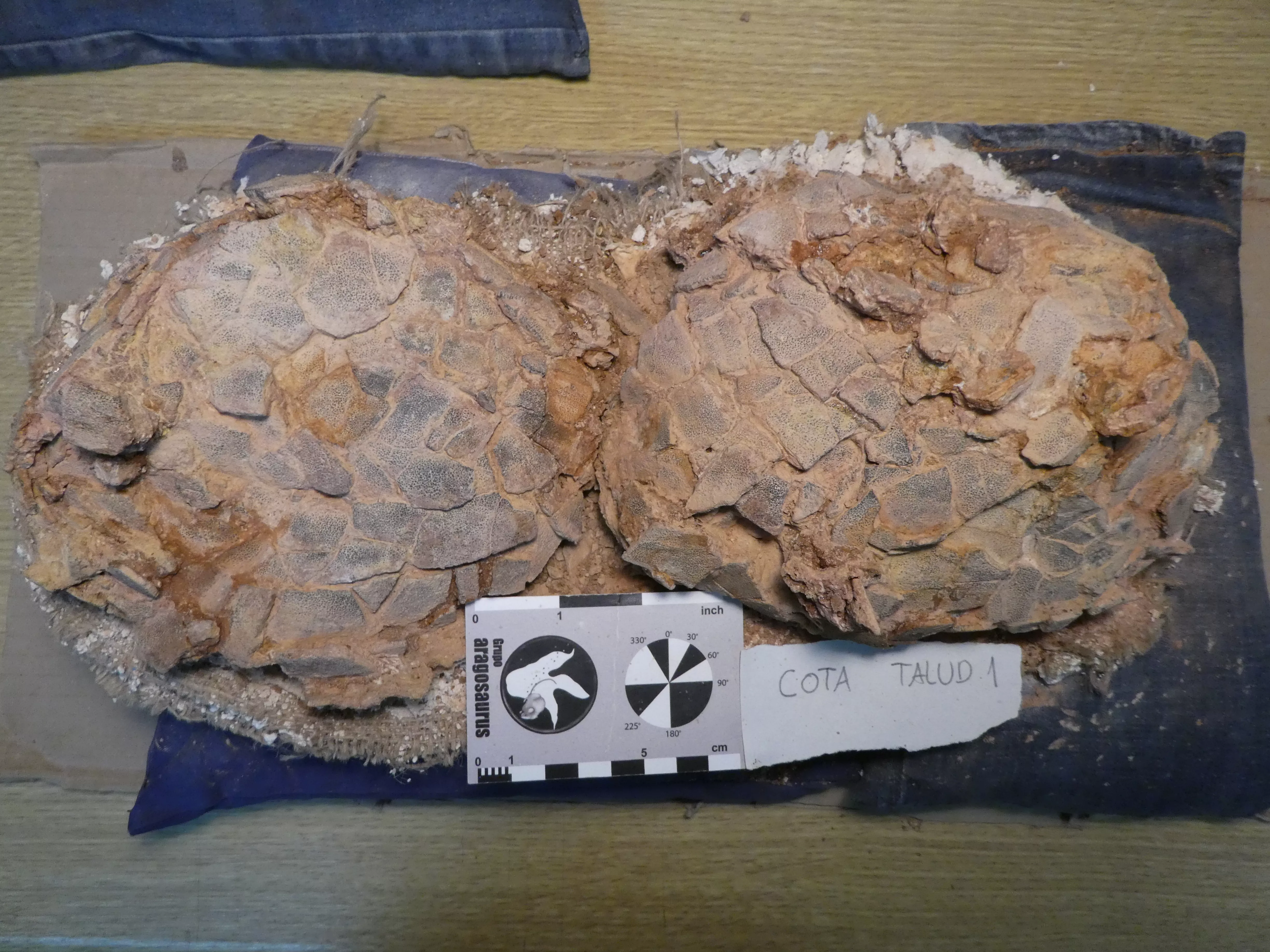 Hallan más huevos de dinosaurio en nuevas excavaciones en la sierra de Loarre.