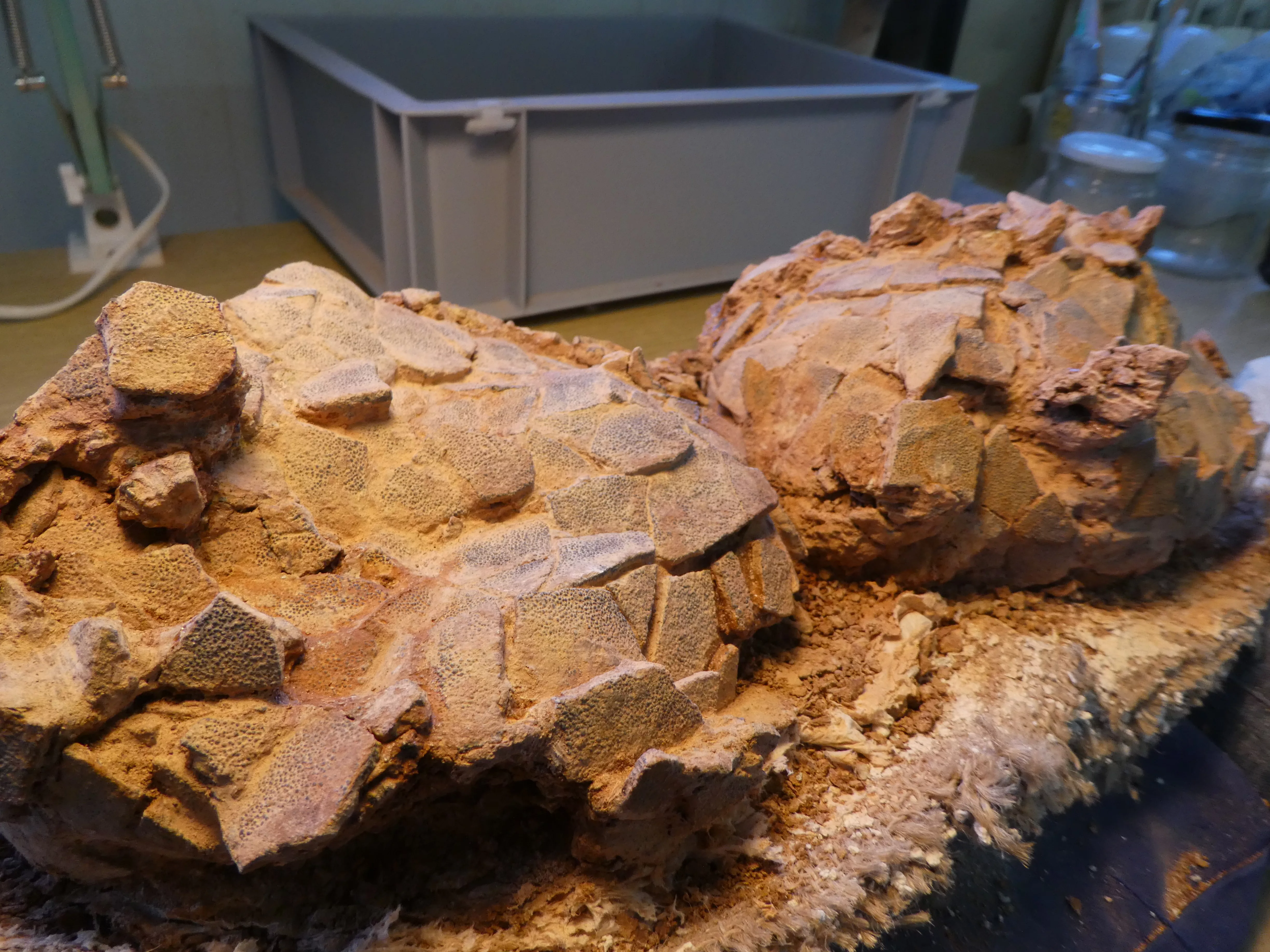 Hallan más huevos de dinosaurio en nuevas excavaciones en la sierra de Loarre.