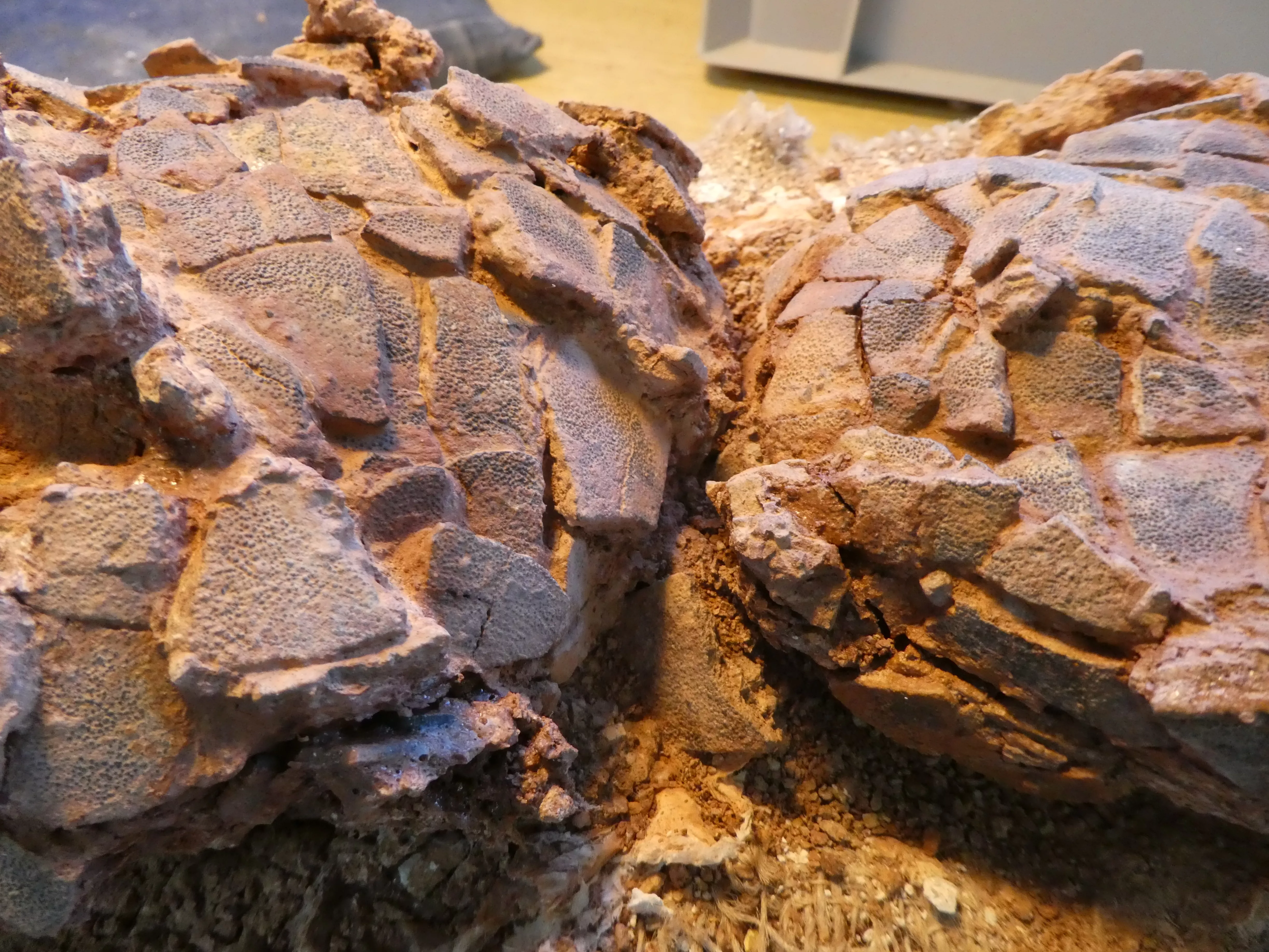 Hallan más huevos de dinosaurio en nuevas excavaciones en la sierra de Loarre.