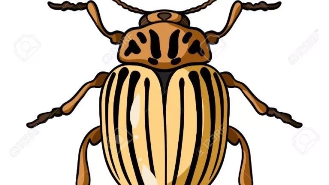 Esarabajo de la patata Esarabajo de la patata