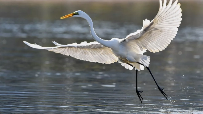 La fauna en Los Llanos es exuberante La fauna en Los Llanos es exuberante