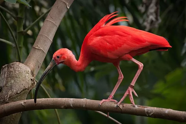 El colorido destaca en Los Llanos El colorido destaca en Los Llanos