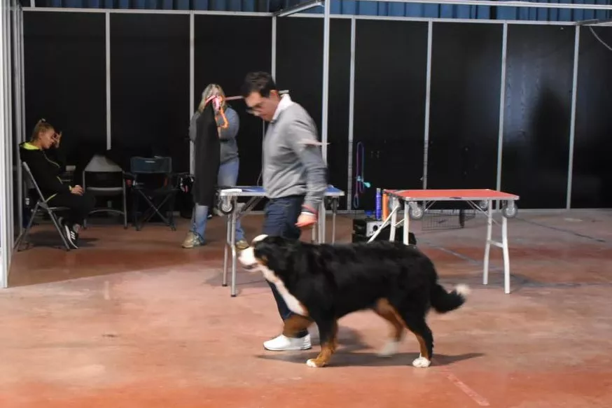 VII Concurso Nacional de Belleza Canina Ciudad de Monzón.