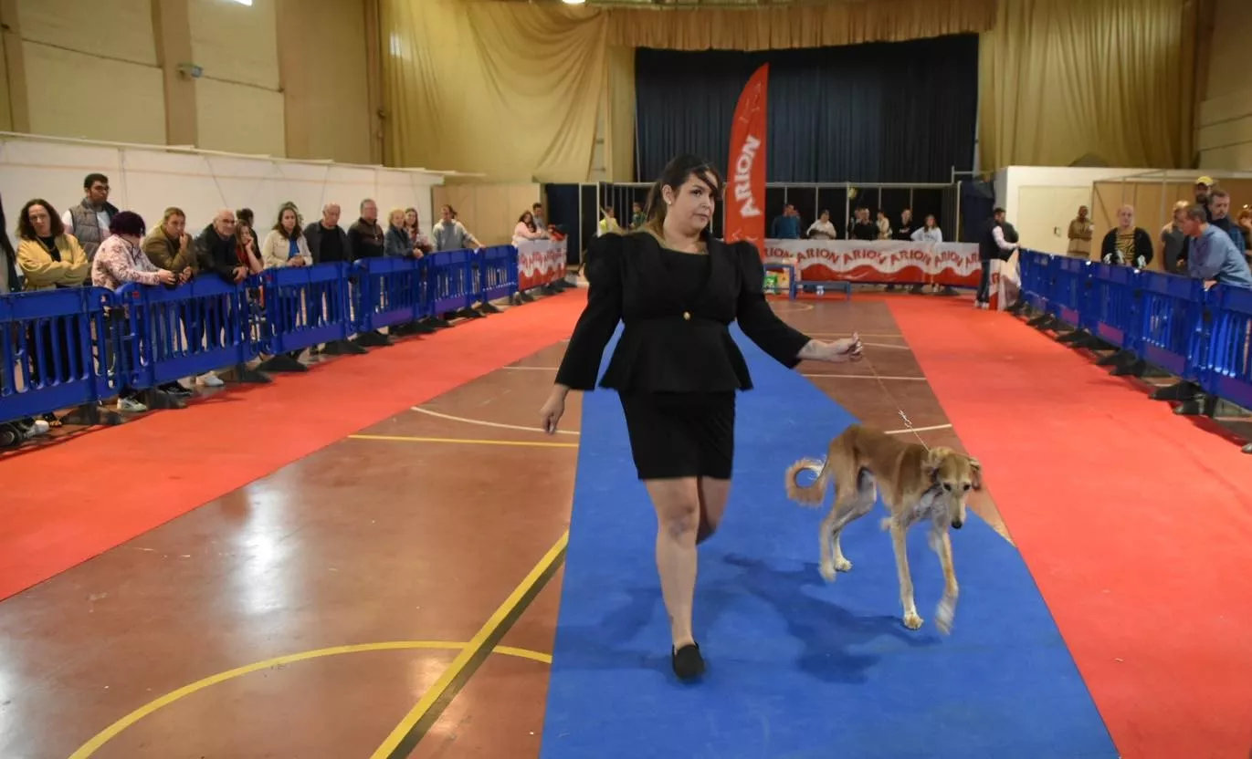 VII Concurso Nacional de Belleza Canina Ciudad de Monzón.