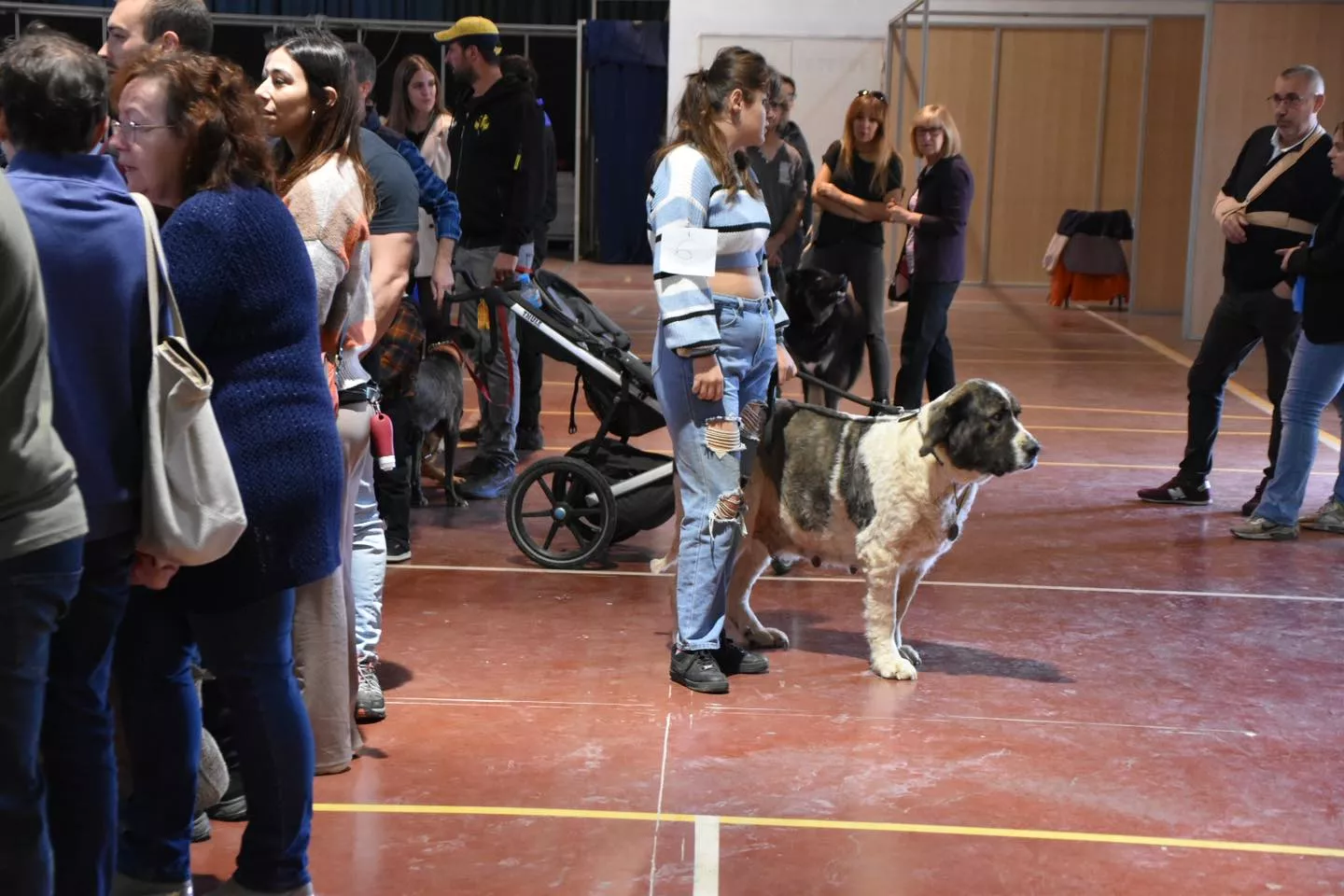 VII Concurso Nacional de Belleza Canina Ciudad de Monzón.