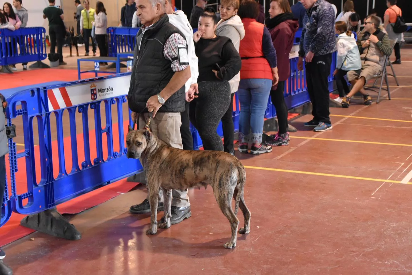 VII Concurso Nacional de Belleza Canina Ciudad de Monzón.