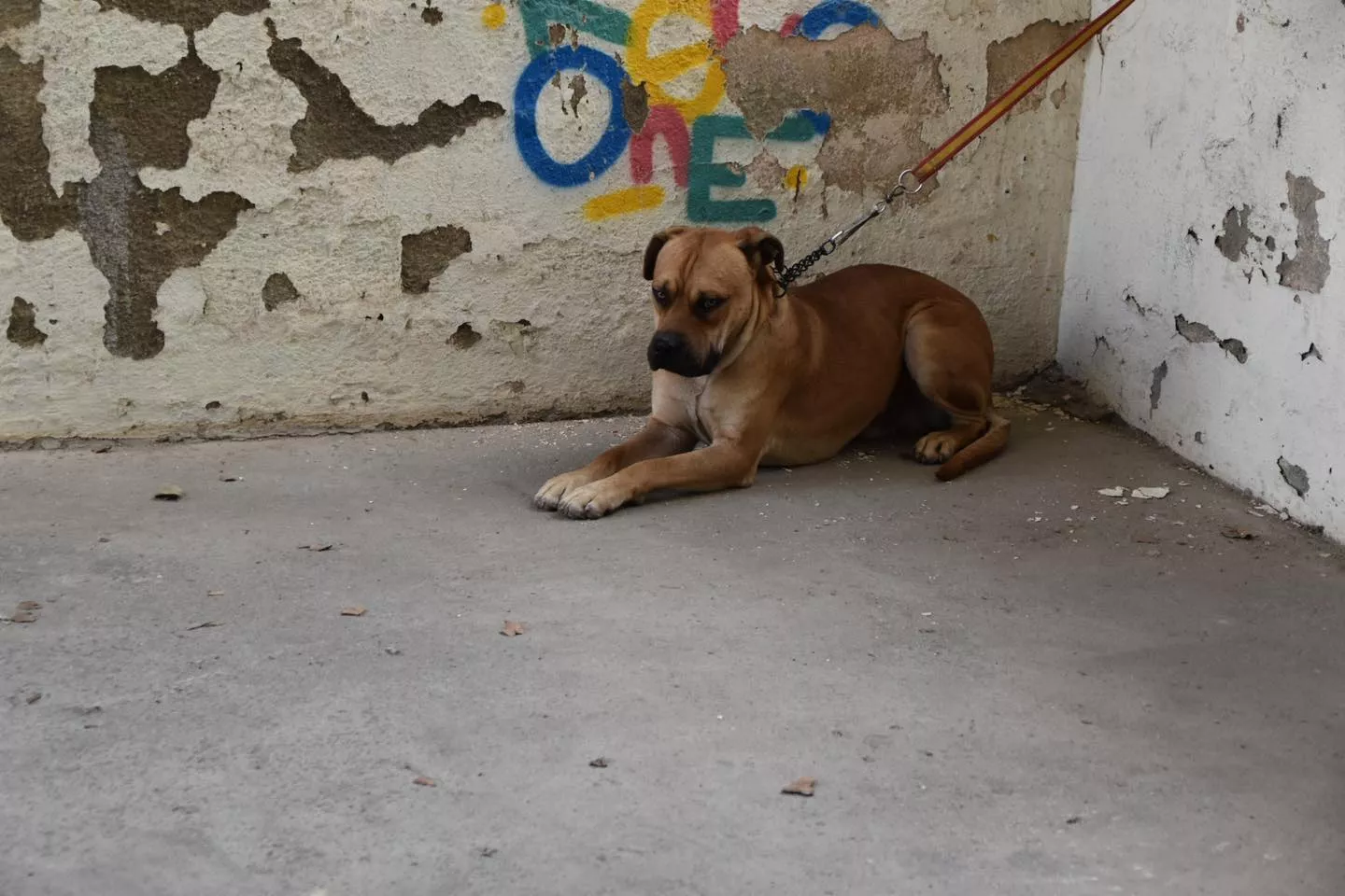 VII Concurso Nacional de Belleza Canina Ciudad de Monzón.