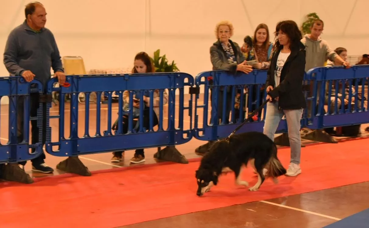 VII Concurso Nacional de Belleza Canina Ciudad de Monzón.