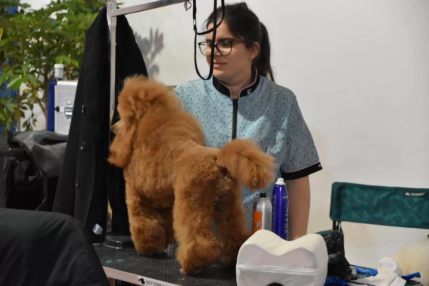 VII Concurso Nacional de Belleza Canina Ciudad de Monzón.