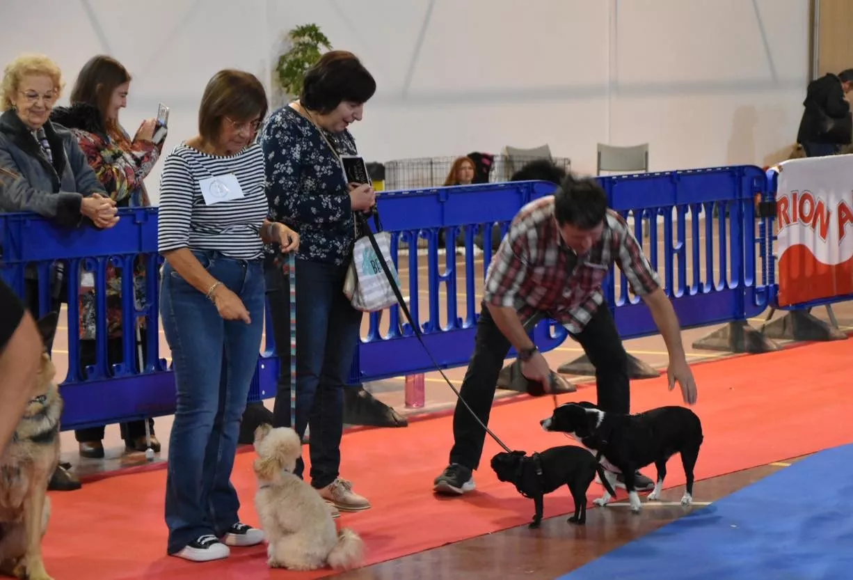 VII Concurso Nacional de Belleza Canina Ciudad de Monzón.