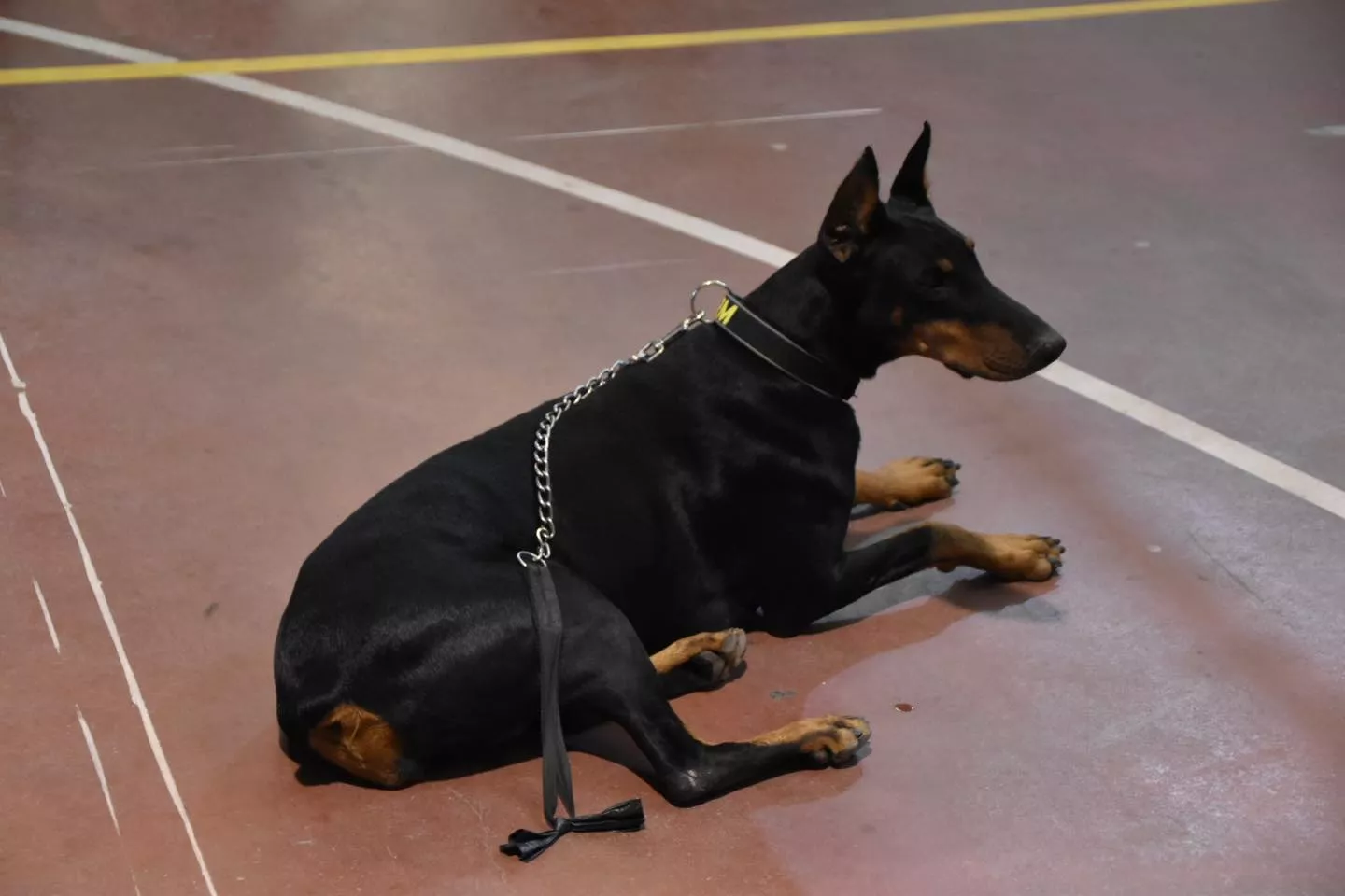 VII Concurso Nacional de Belleza Canina Ciudad de Monzón.