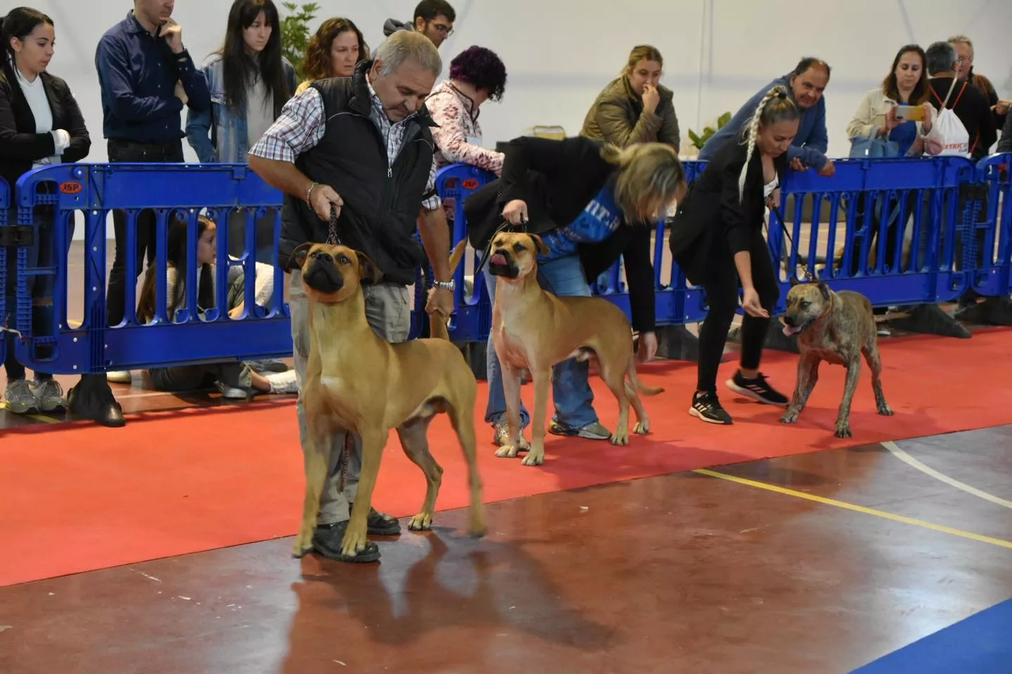 VII Concurso Nacional de Belleza Canina Ciudad de Monzón.