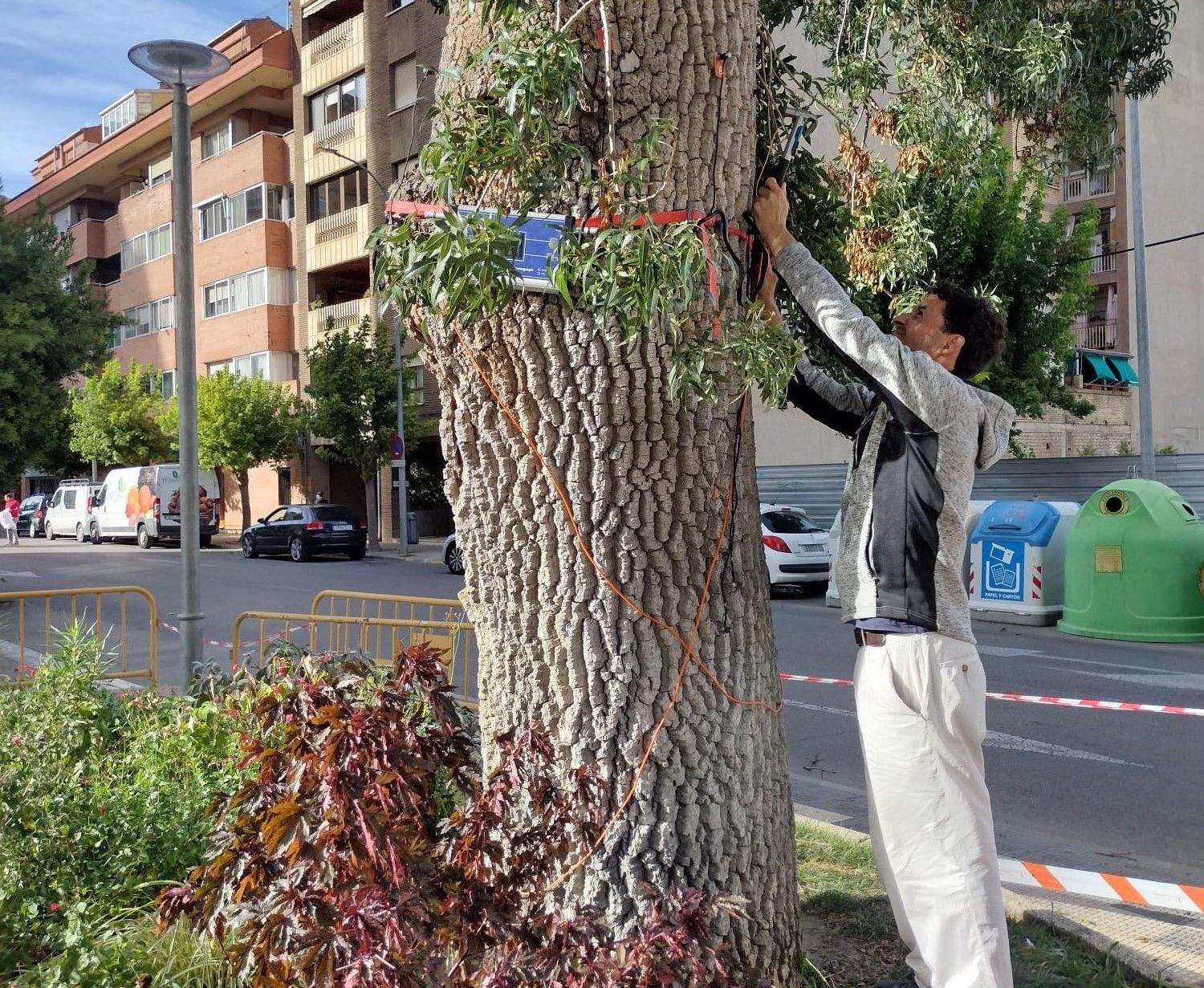 Tomografía sónica realizada en el fresno de la calle doctor Artero, uno de sus árboles singulares