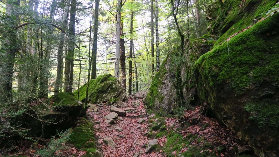 Pequeguara por el valle de Bujaruelo