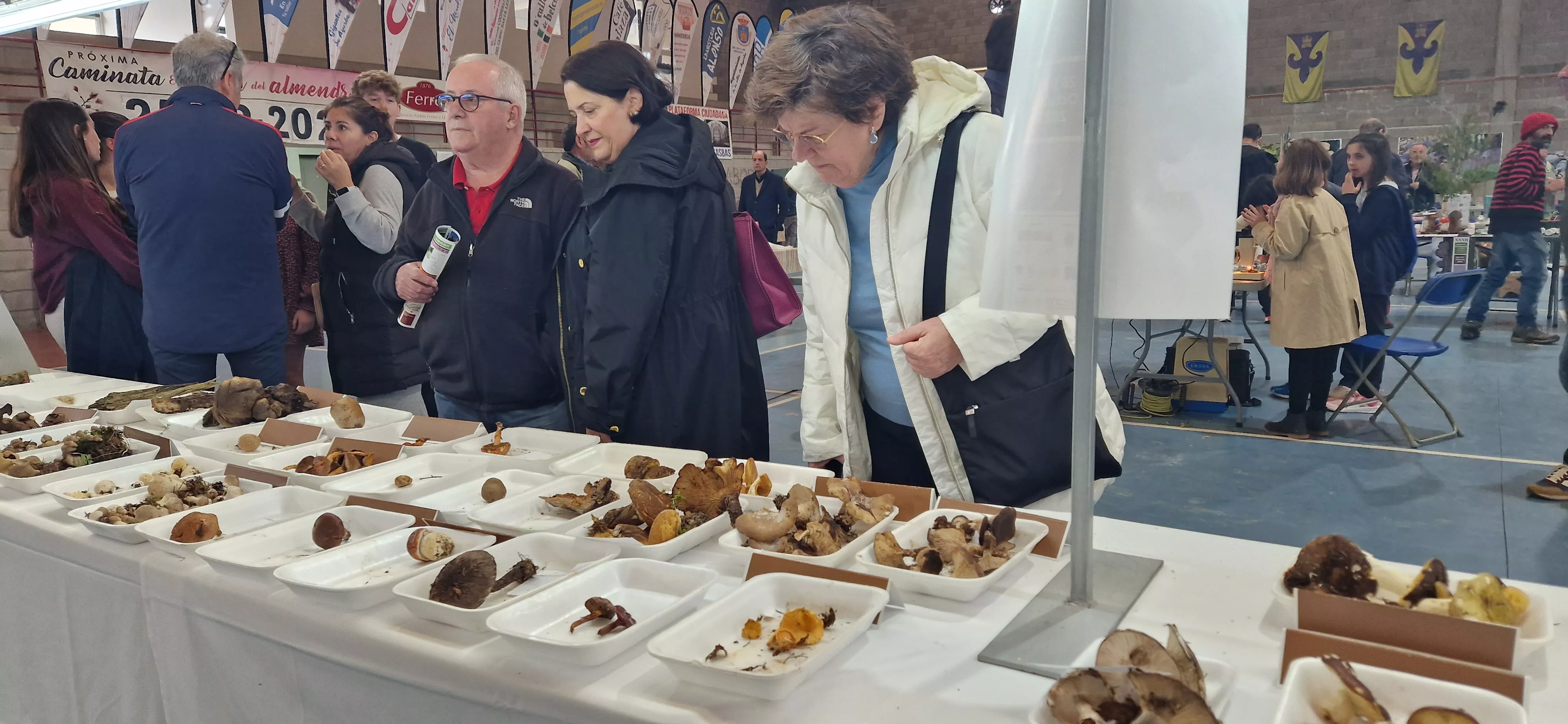 Exposición de setas, en la  XXXII Jornadas Micológicas de Ayerbe. Foto Myriam Martínez