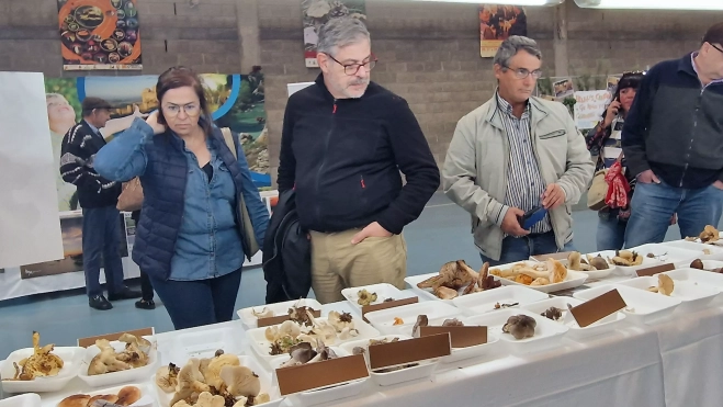 Exposición de setas, en laXXXII Jornadas Micológicas de Ayerbe. Foto Myriam Martínez124839 Exposición de setas, en laXXXII Jornadas Micológicas de Ayerbe. Foto Myriam Martínez124839