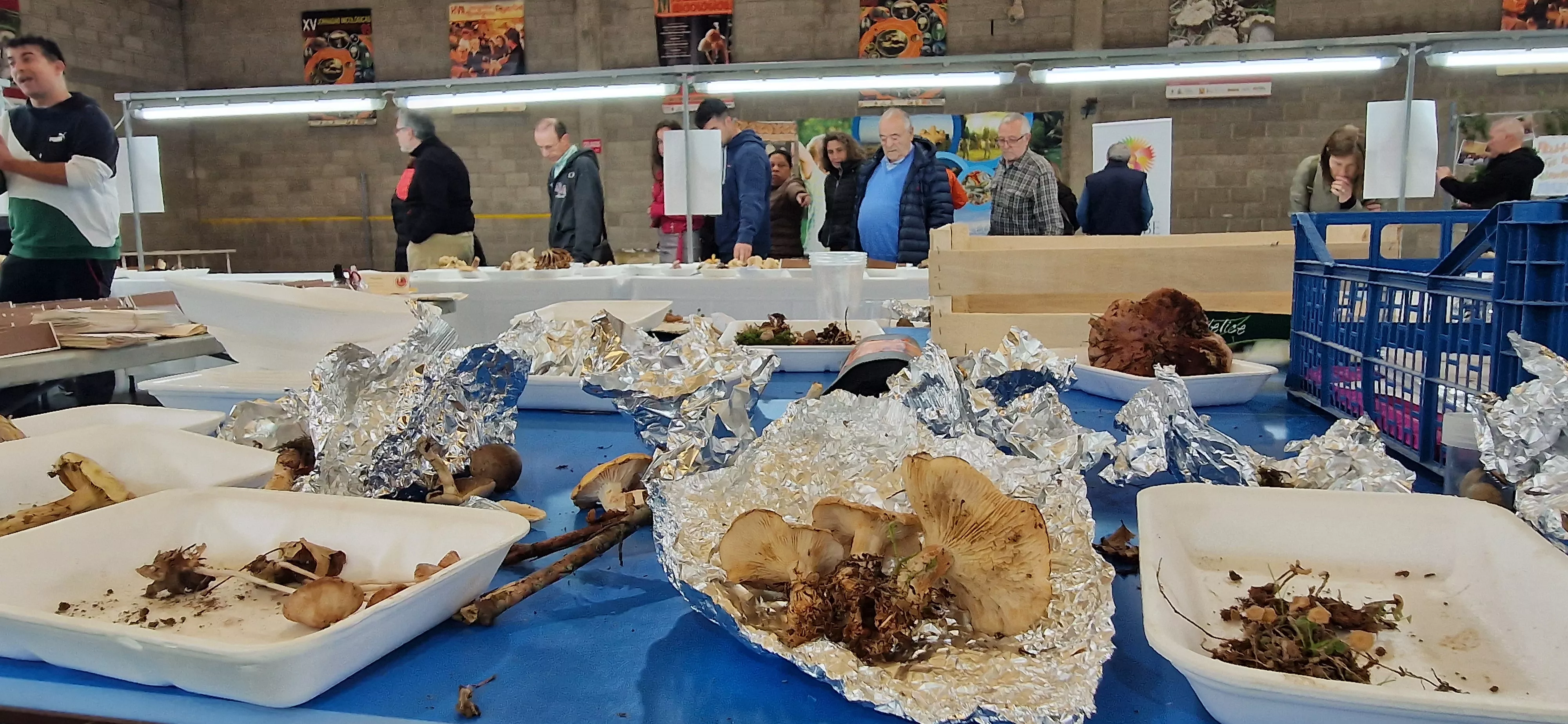 Exposición de setas, en la  XXXII Jornadas Micológicas de Ayerbe. Foto Myriam Martínez