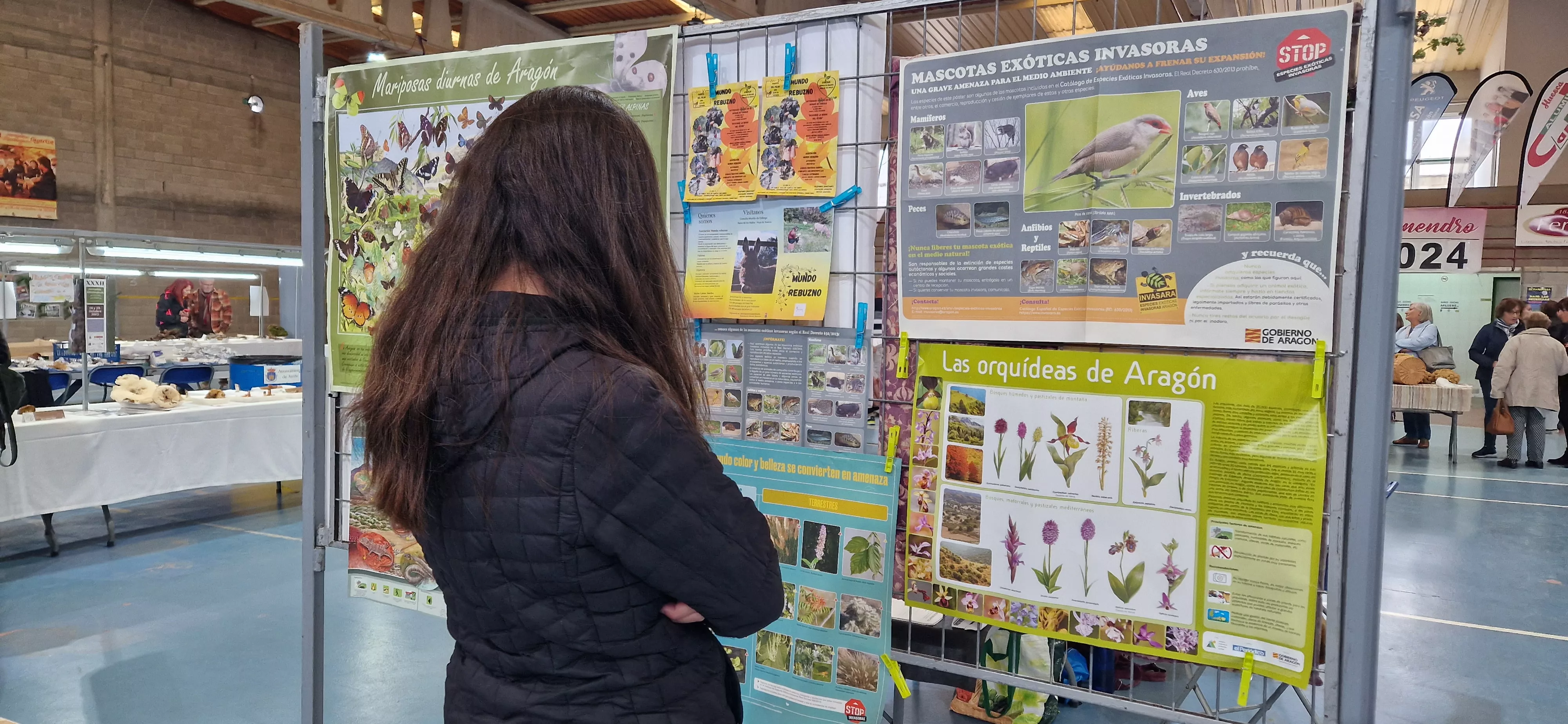 Exposición de setas, en la  XXXII Jornadas Micológicas de Ayerbe. Foto Myriam Martínez