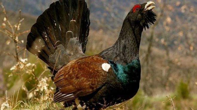 el urugallo esta en grave peligro en espana 1 1000x575 el urugallo esta en grave peligro en espana 1 1000x575
