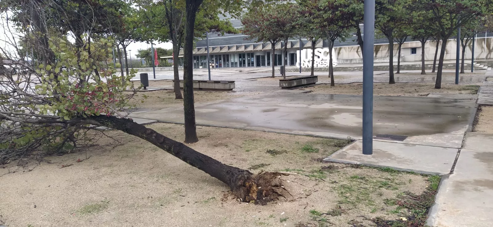 Árbol caído en la avenida de los Danzantes, junto al Palacio de Congresos. Foto Joaquín Santafé 