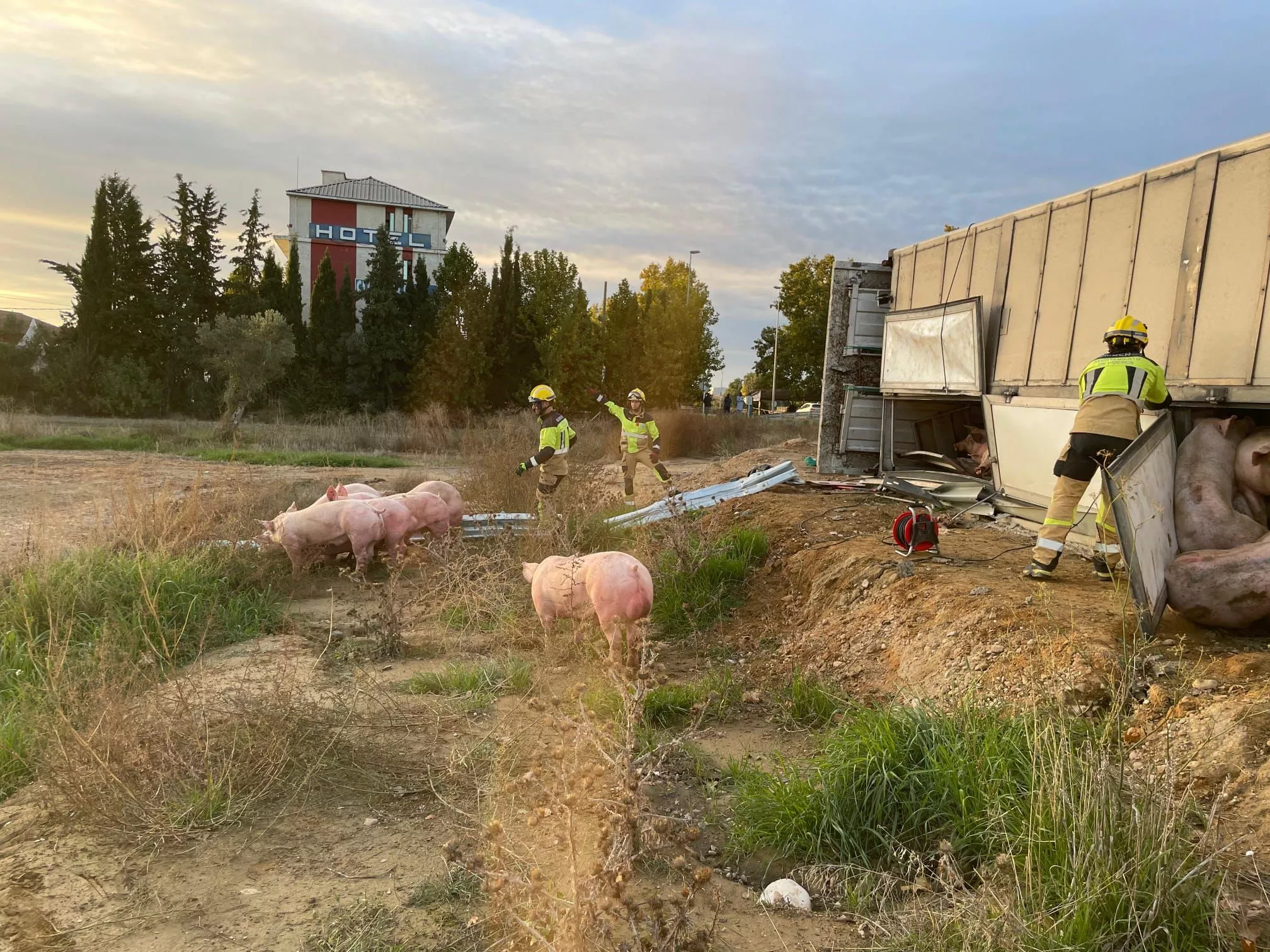 Los bomberos de Huesca han liberados a los cerdos atrapados en el vuelco de un camión.