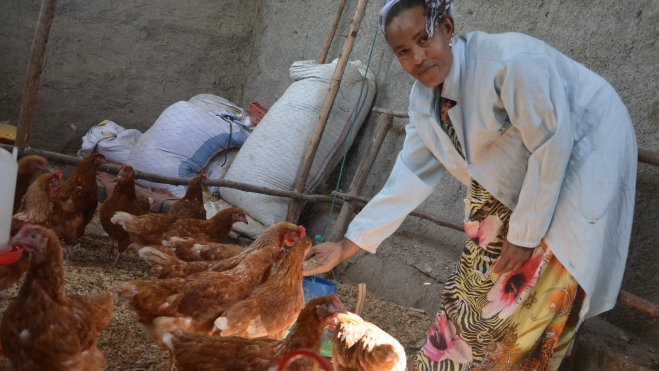 Emprendimiento de cría de pollos en Zway