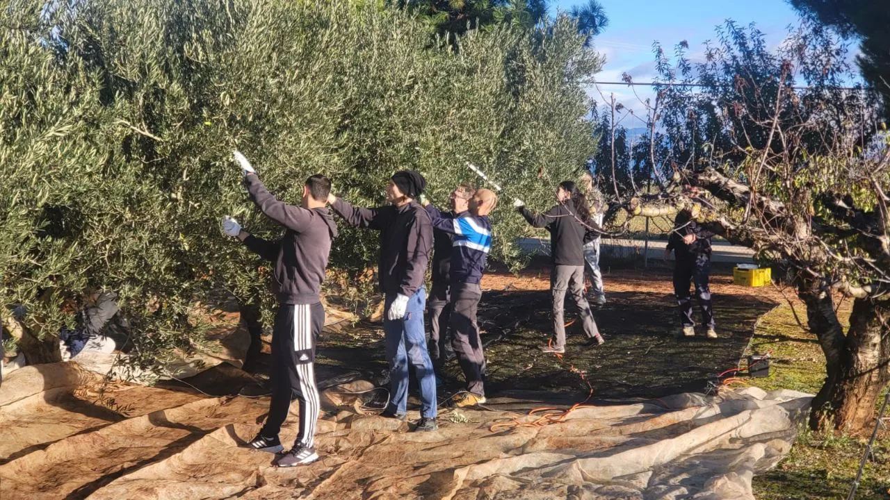 Los jóvenes, vareando las olivas