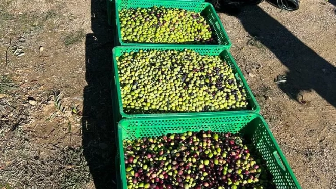 Variedad y calidad de las olivas