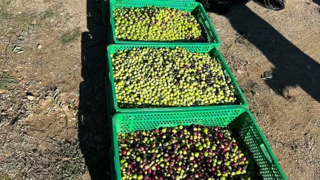 Variedad y calidad de las olivas Variedad y calidad de las olivas