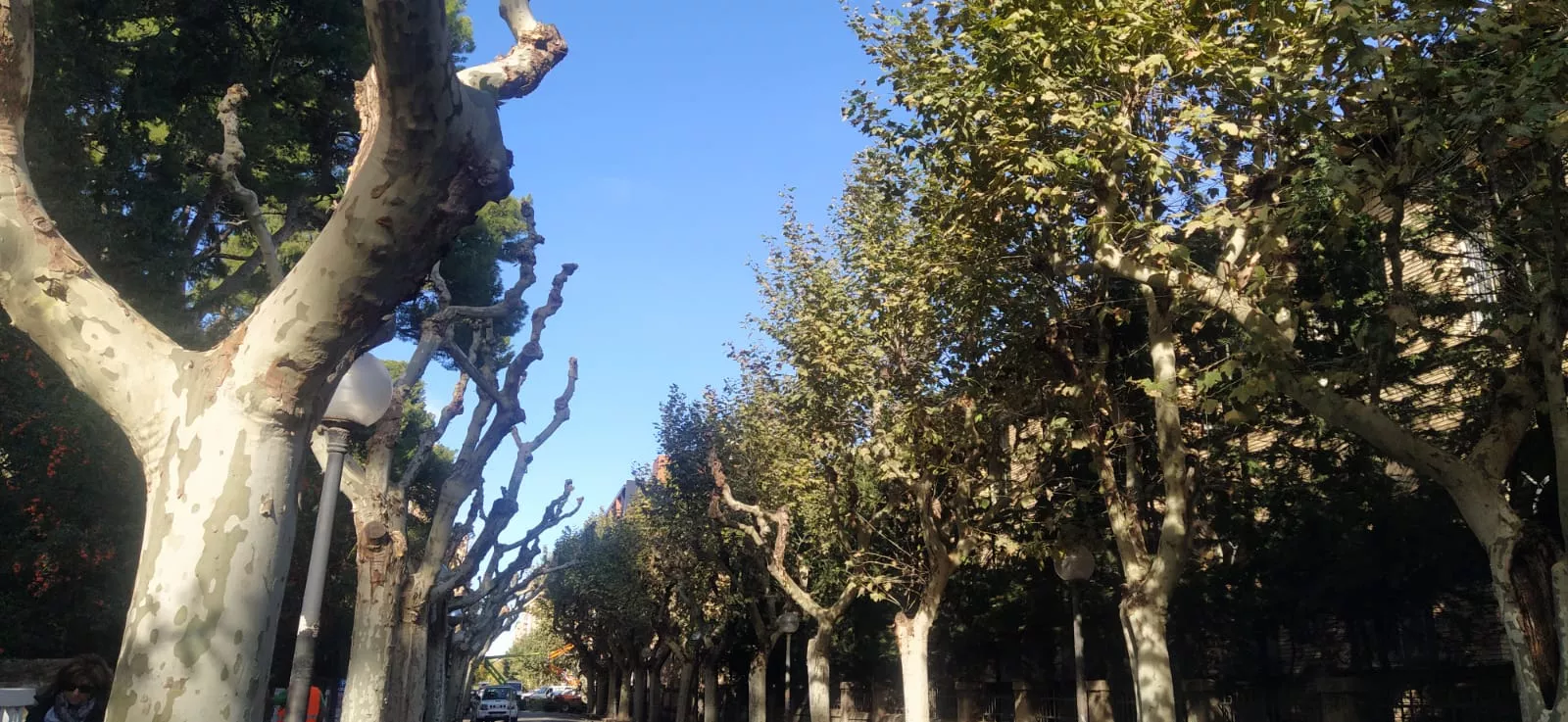 Poda de plátanos en la calle del Parque. Foto Joaquín Santafé 