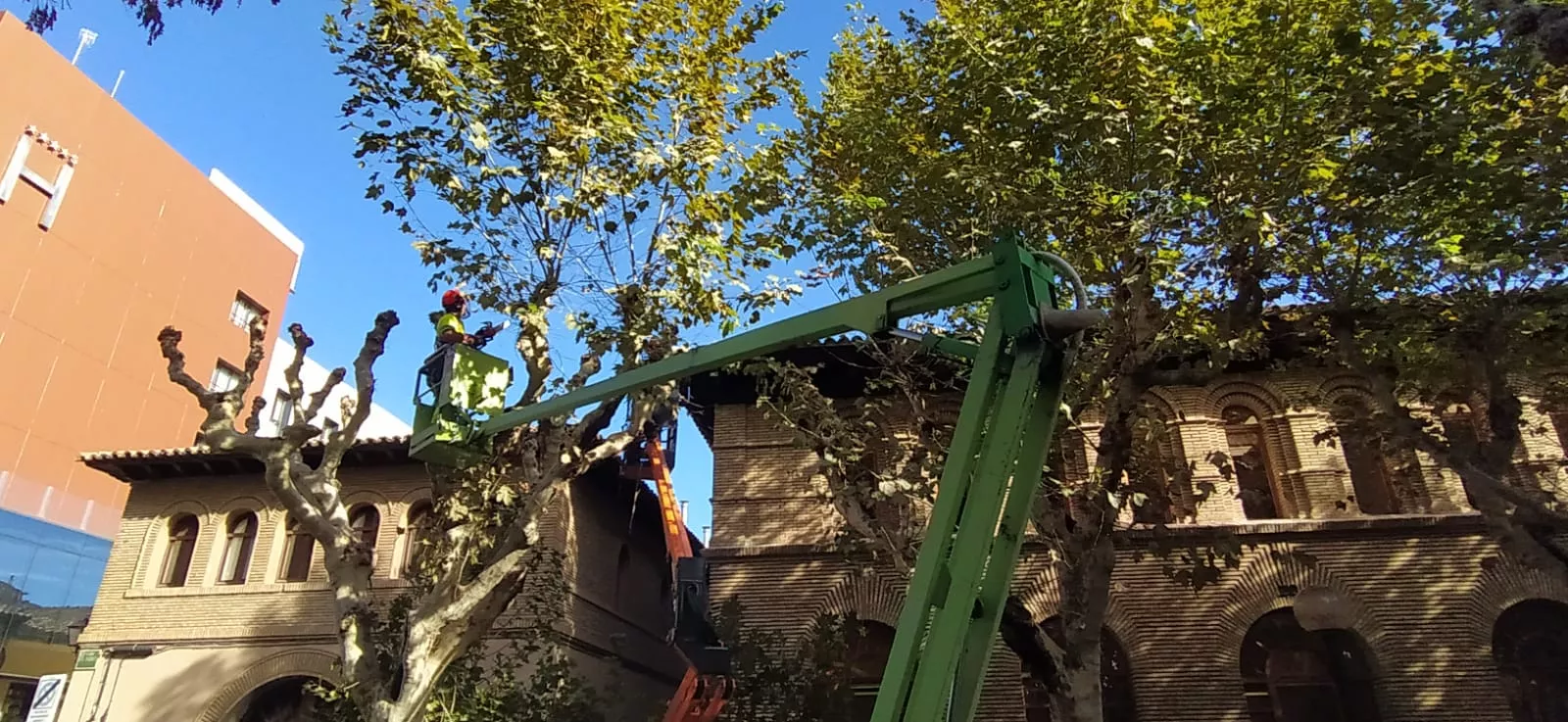 Poda de plátanos en la calle del Parque. Foto Joaquín Santafé 