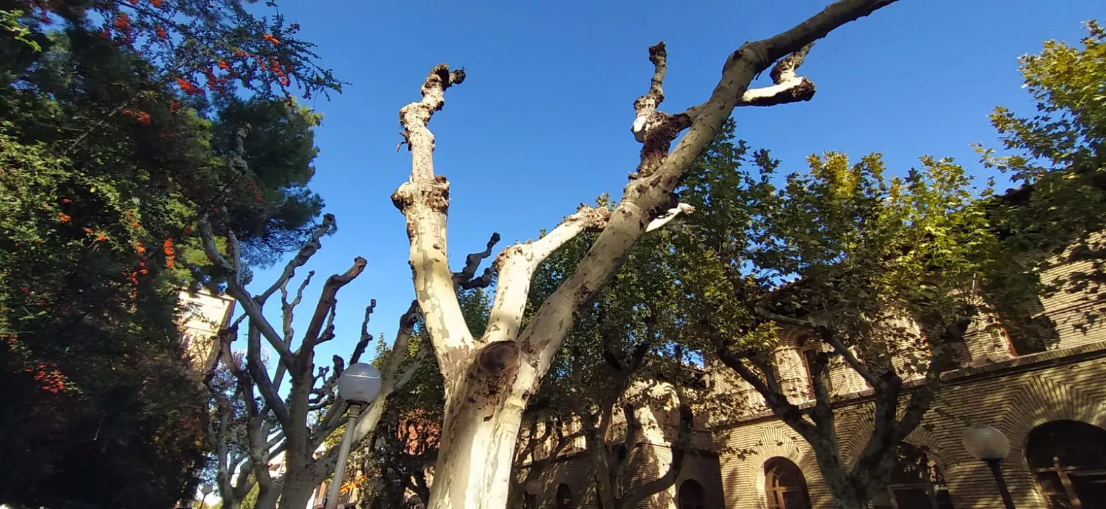 Poda de plátanos en la calle del Parque. Foto Joaquín Santafé 