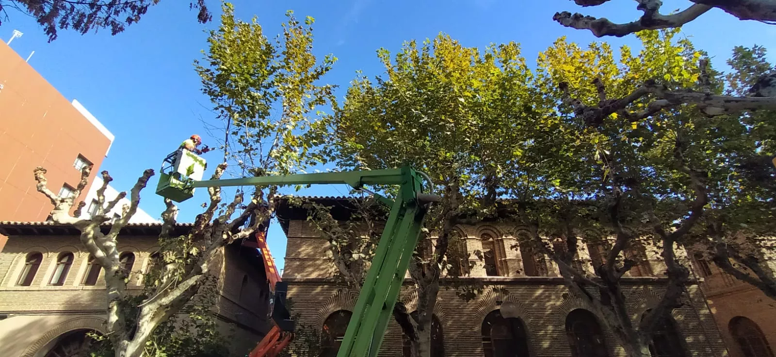 Poda de plátanos en la calle del Parque. Foto Joaquín Santafé 